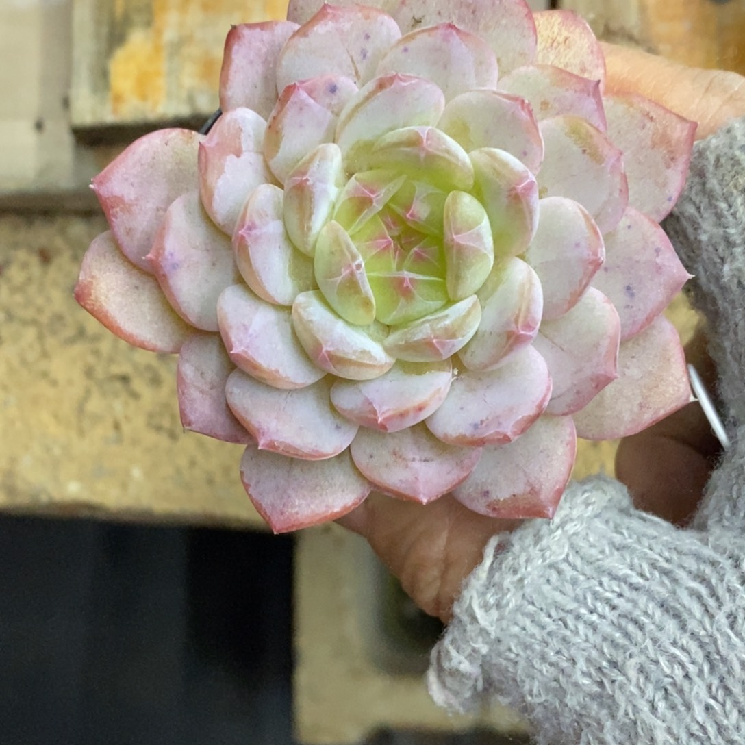 精品多肉一物一拍不包整493