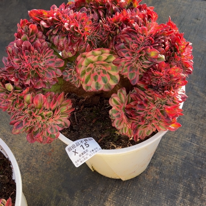 顺***水X15倾城缀化默认微瑕不售后