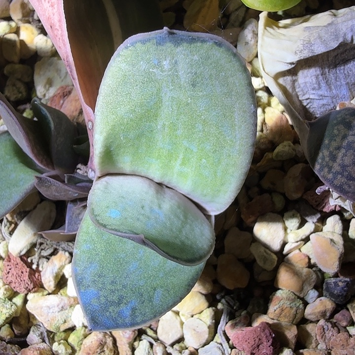 卧牛锦叶插苗一枚