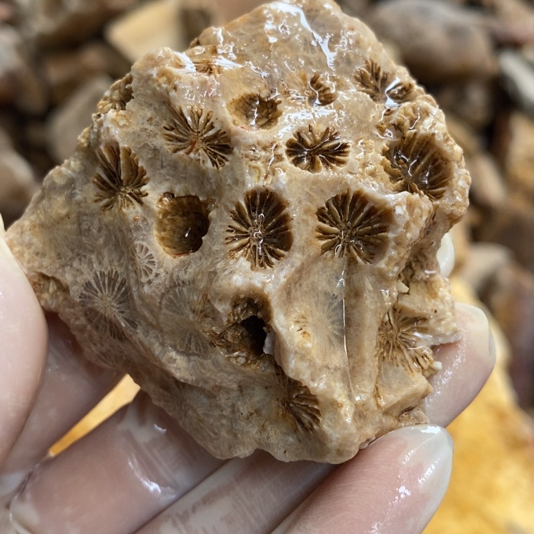 【闪购商品】硅化玉颈饰未镶嵌