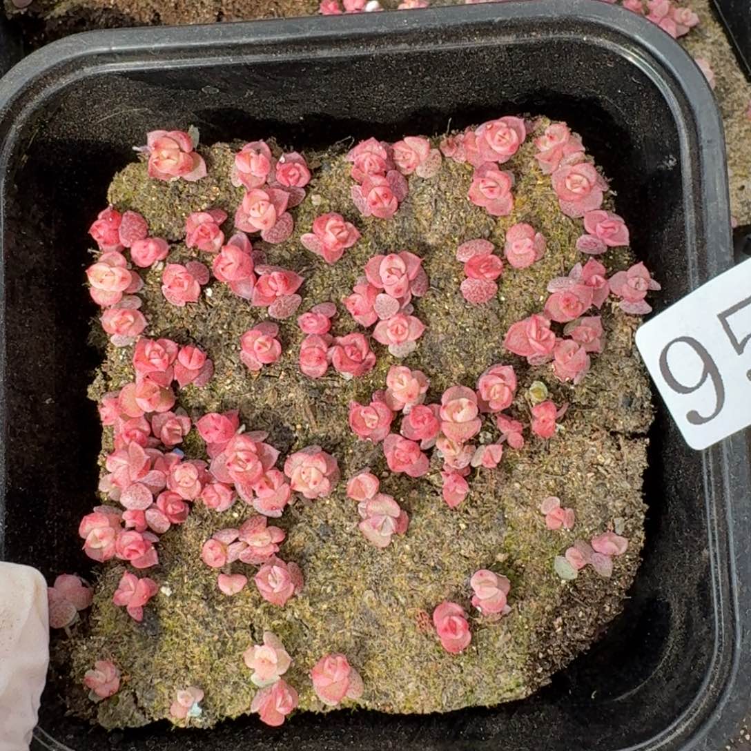 多肉植物多肉植物954