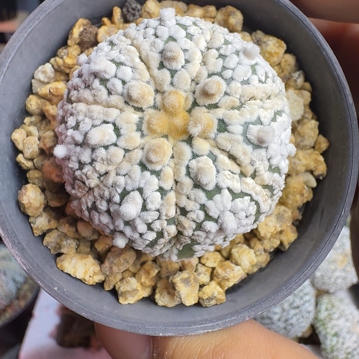 特价高绒多肉植物