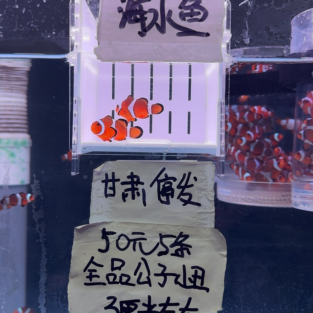 海水鱼4+精品黑边公子一对