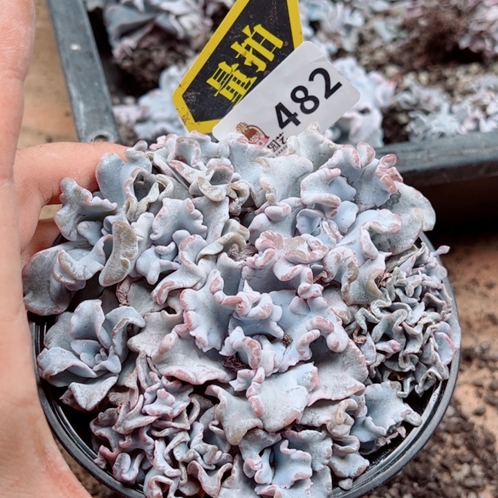 多肉植物多肉植物