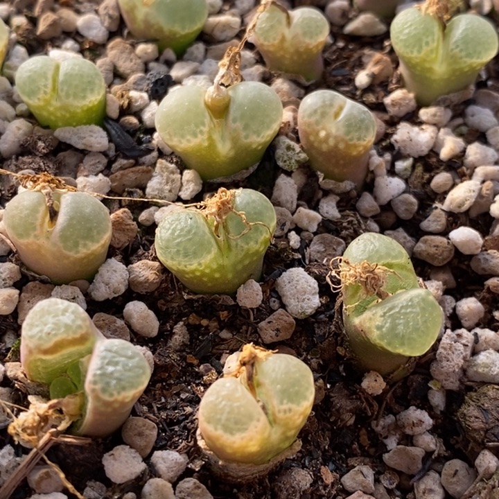 樱花风铃1颗一颗