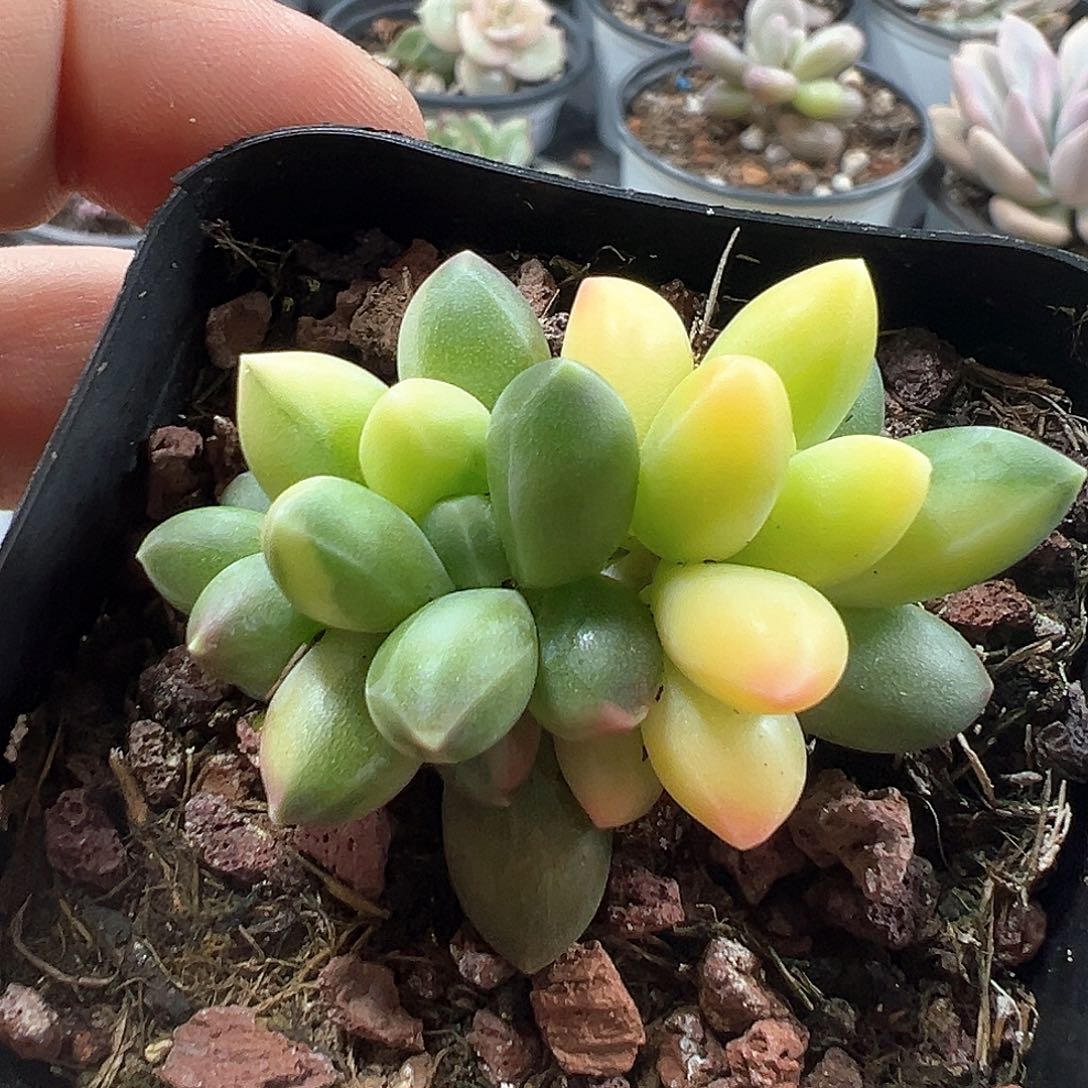 千代田之松锦 小方花圃一物一拍