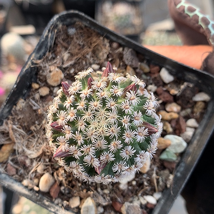 11 实生克氏丸3.5厘米