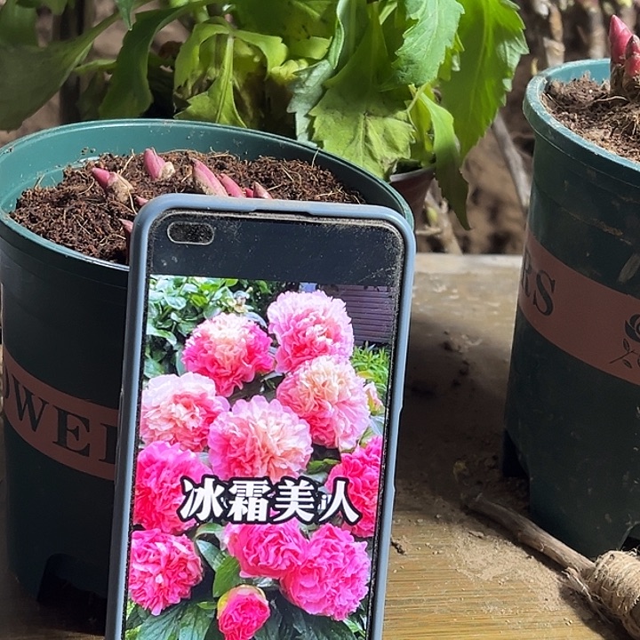 用***0完全开放花二桥嫁接