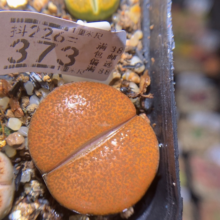 精品生石花226.373