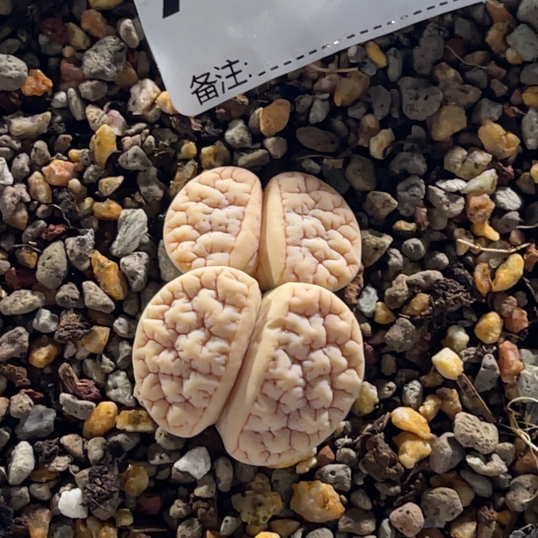 °***6904荒1专拍的花花