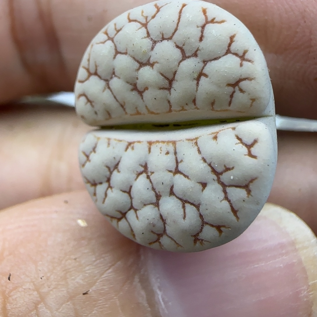 290荒189 生石花大棚直播30包邮