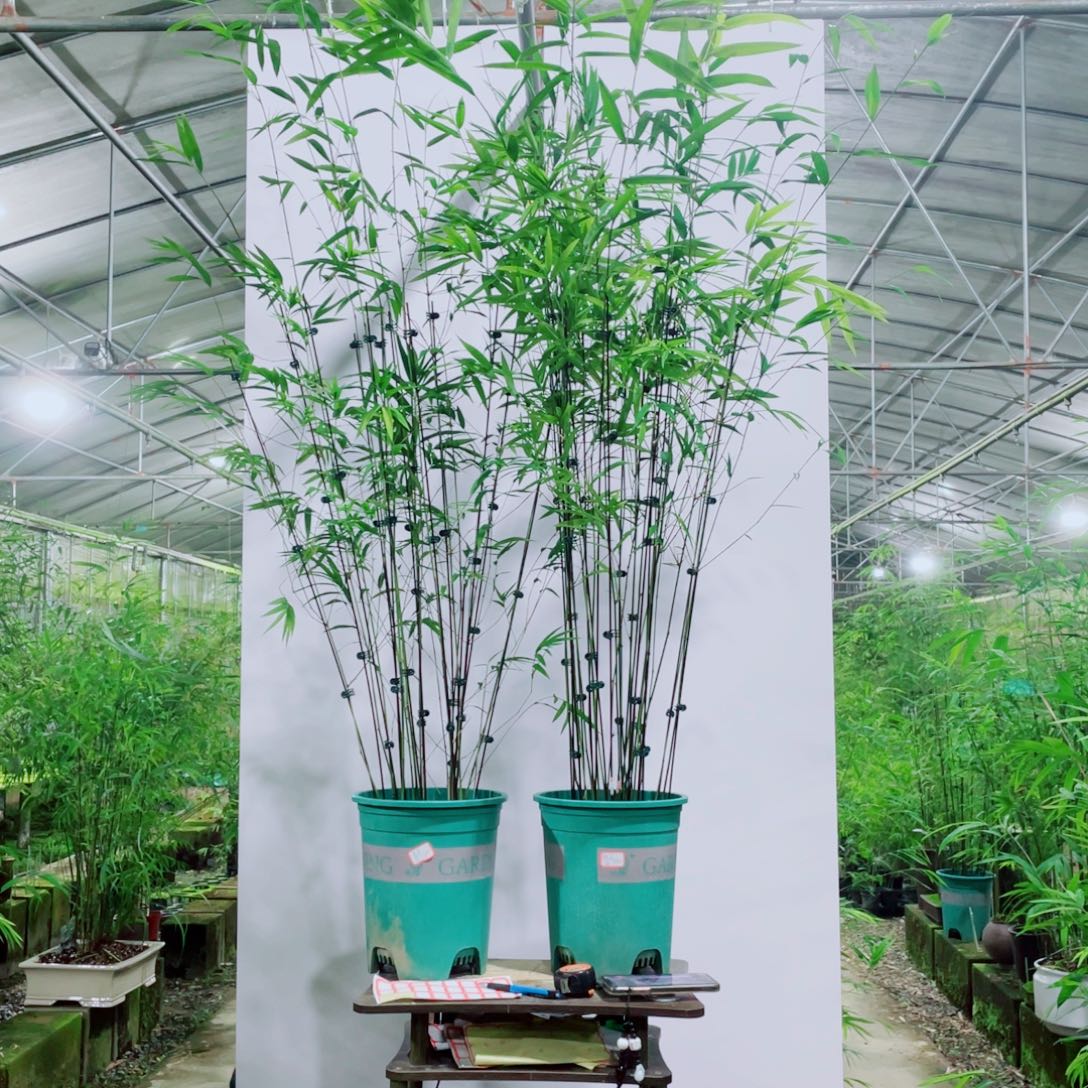 无花朵内门竹一物一拍