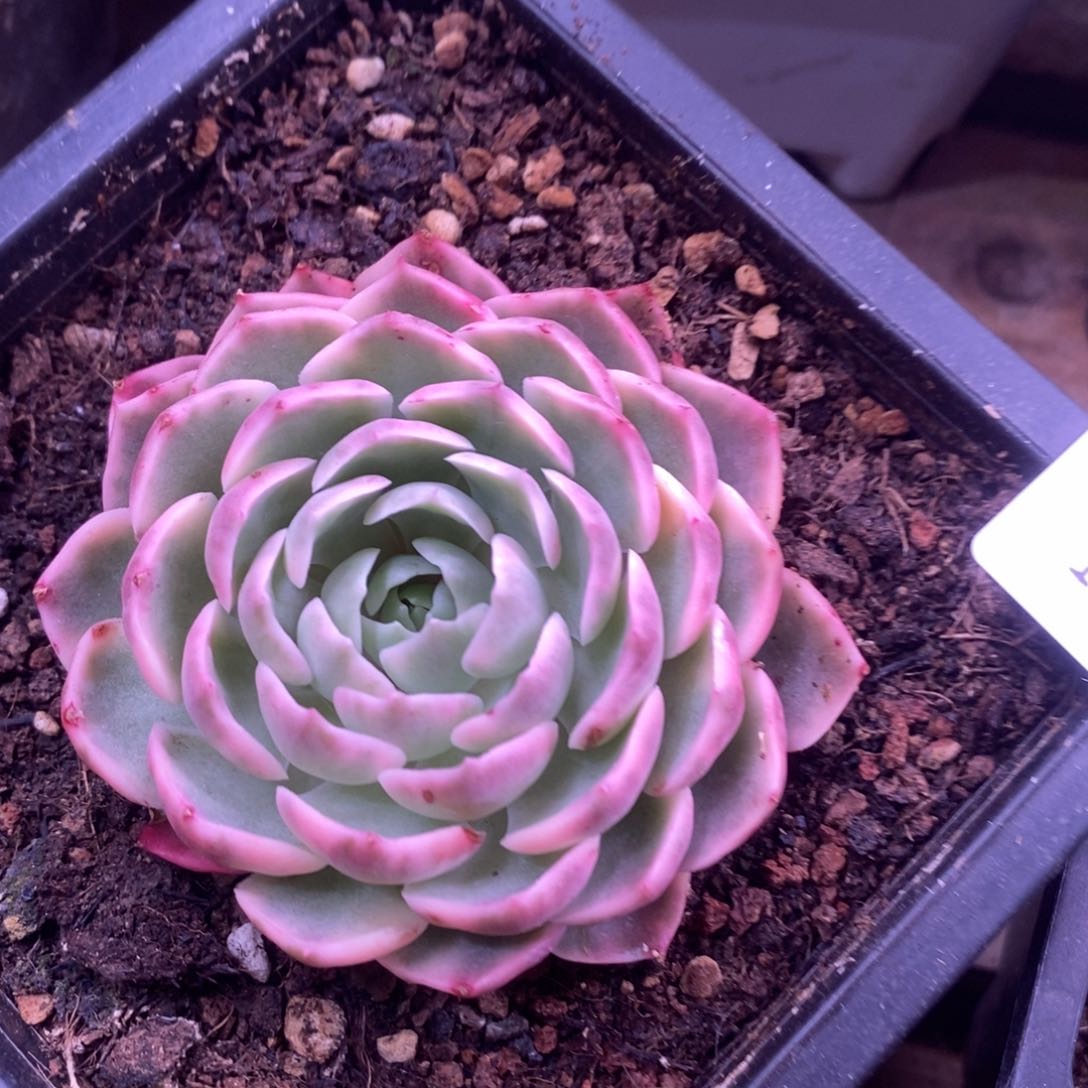 1061沙漠玫瑰锦 多肉