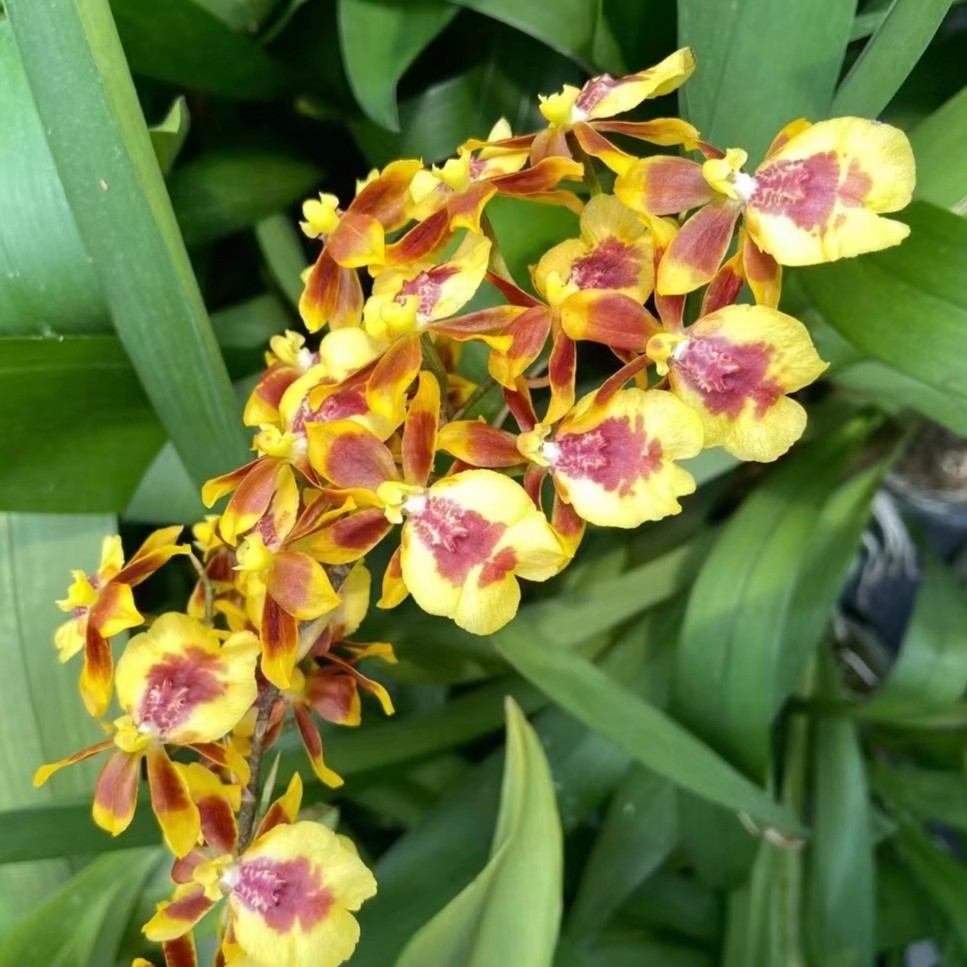 精品文心兰  七彩湖 开花带花苞 原盆发货