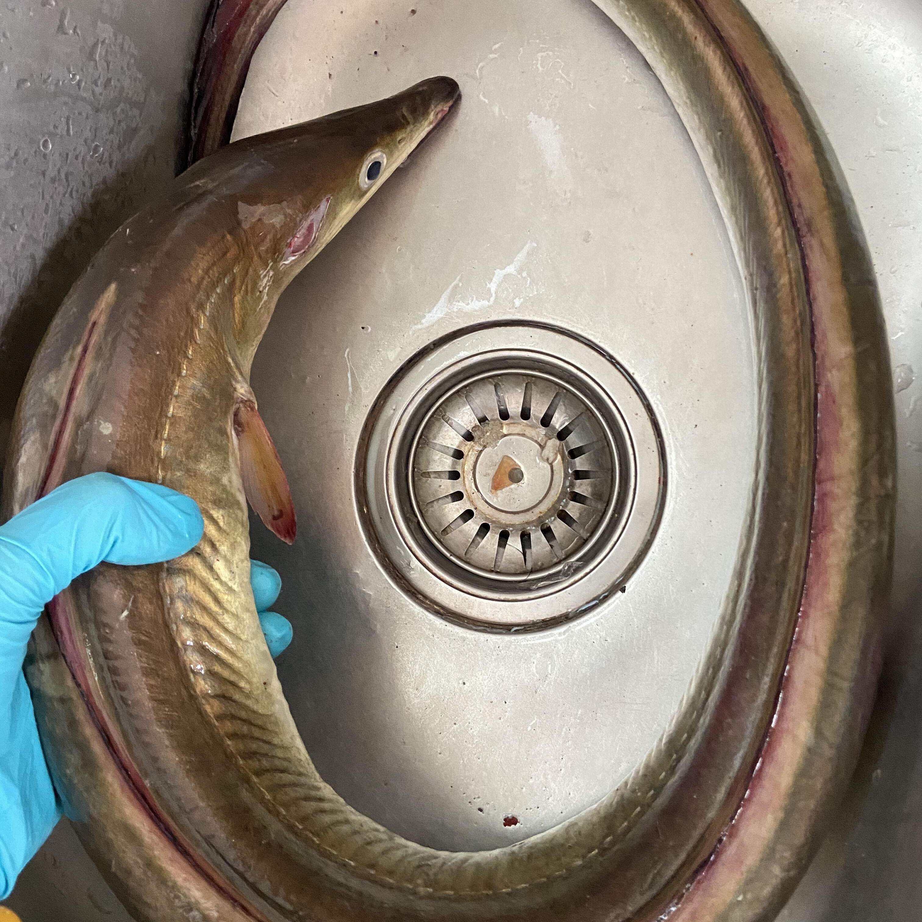 大规格野生海鳗极速锁鲜全国顺丰冷链包邮