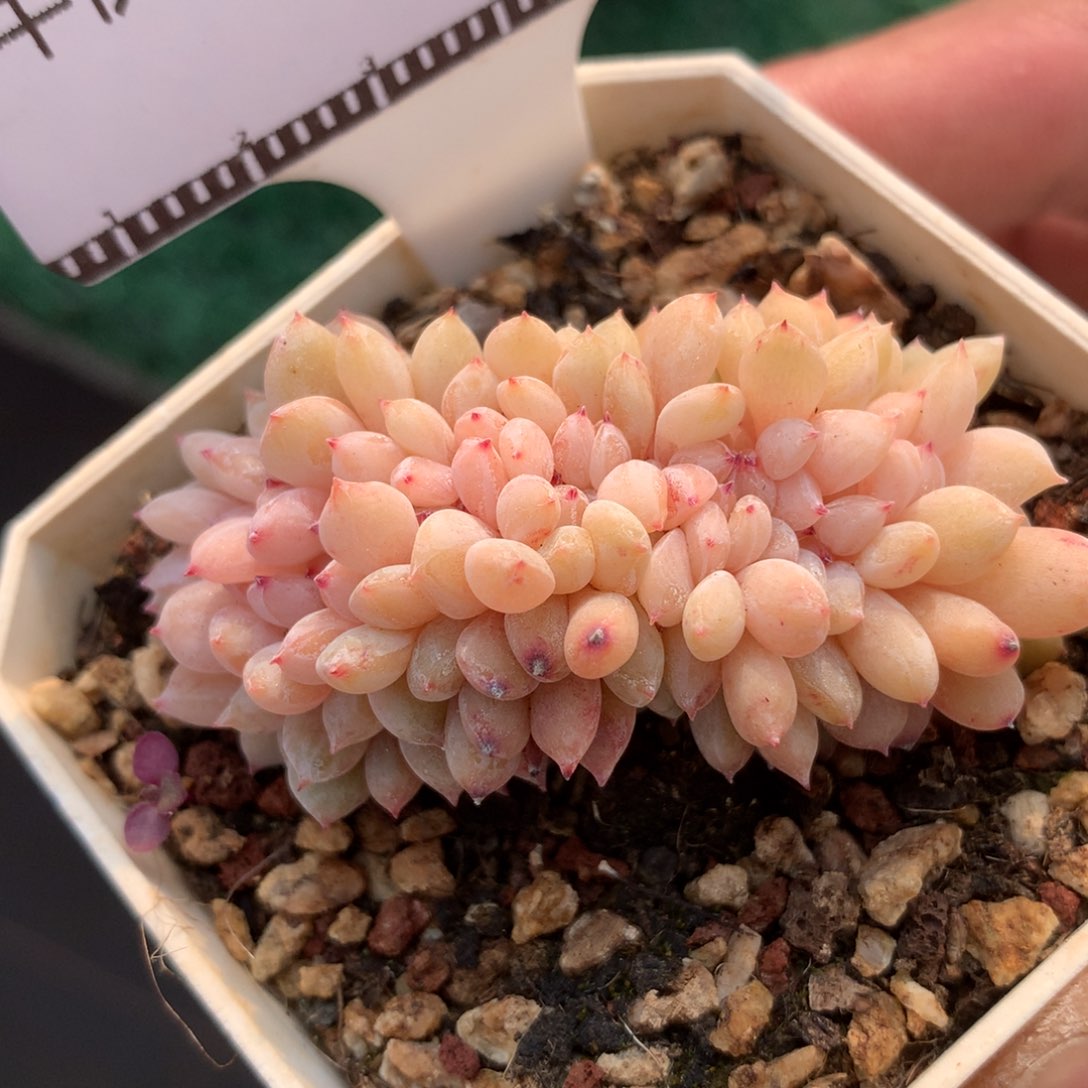 雪天使缀多肉精品58包邮