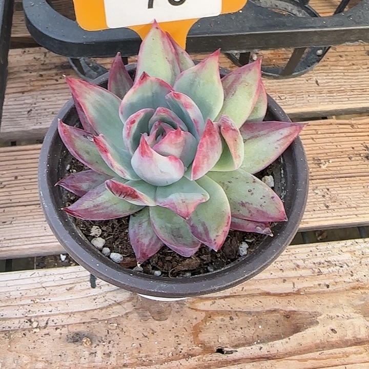 Ⅰ***瑶78 惊鸿仙子多肉植物6-9cm