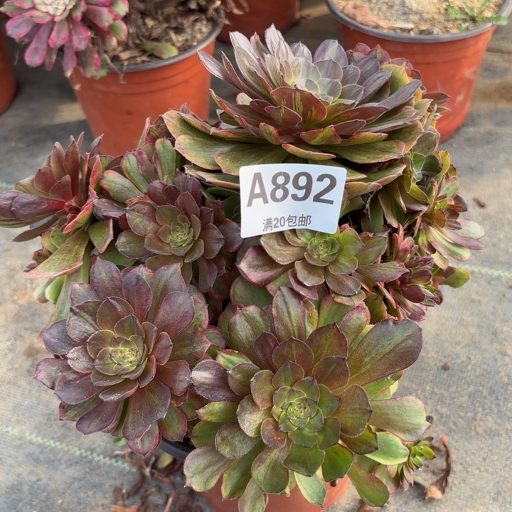 瑞妈多肉植物，892.斑斓