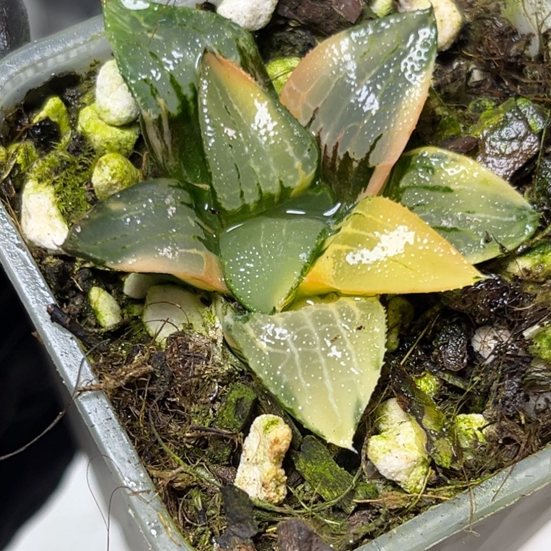 十二卷多肉植物1880冰河寿