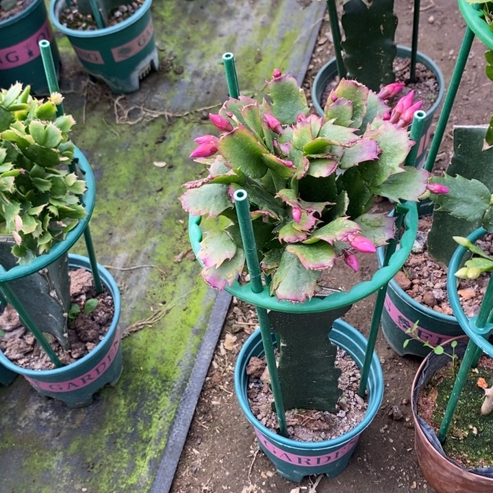 往***零完全开放078重^_^瓣花