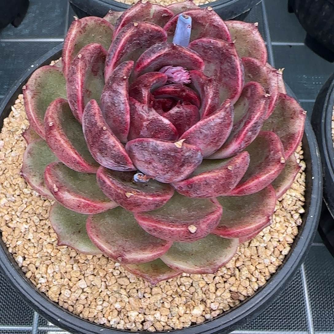 从前慢花园精选黑水晶玫瑰