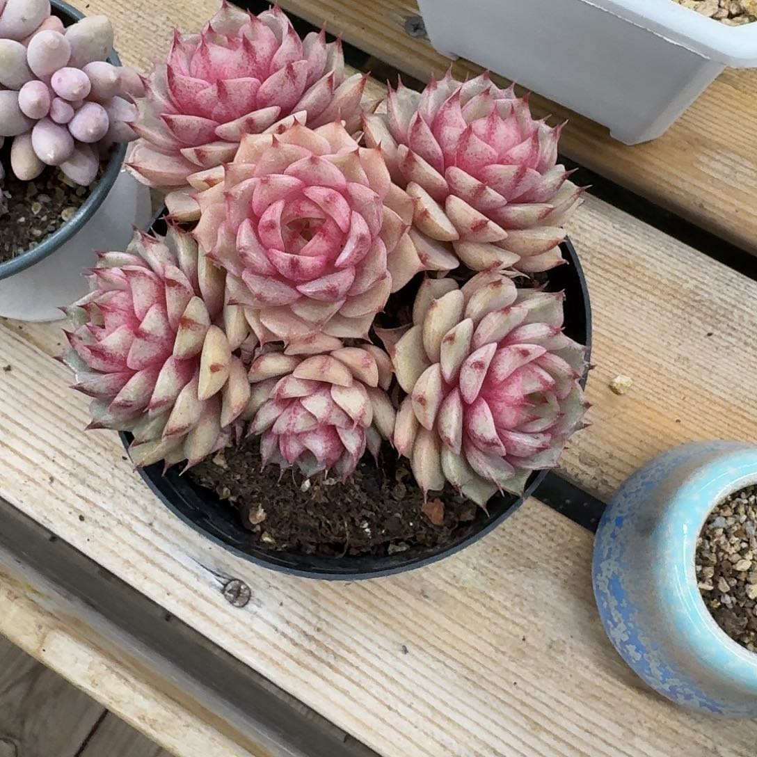 ?****?多肉植物苯巴蒂斯老桩已上桌