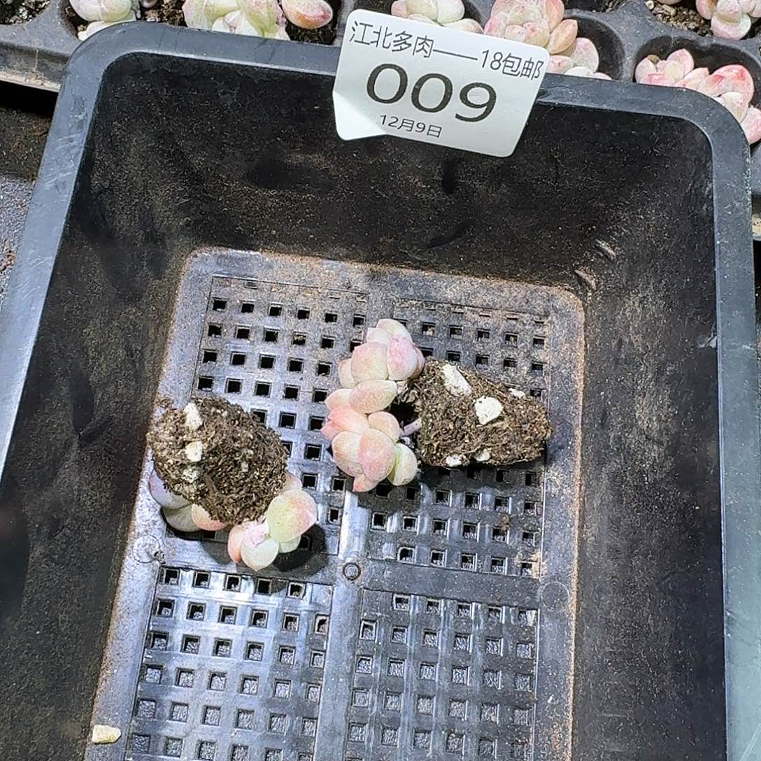 佳***佳09号到手100颗，粉，紫冰玉