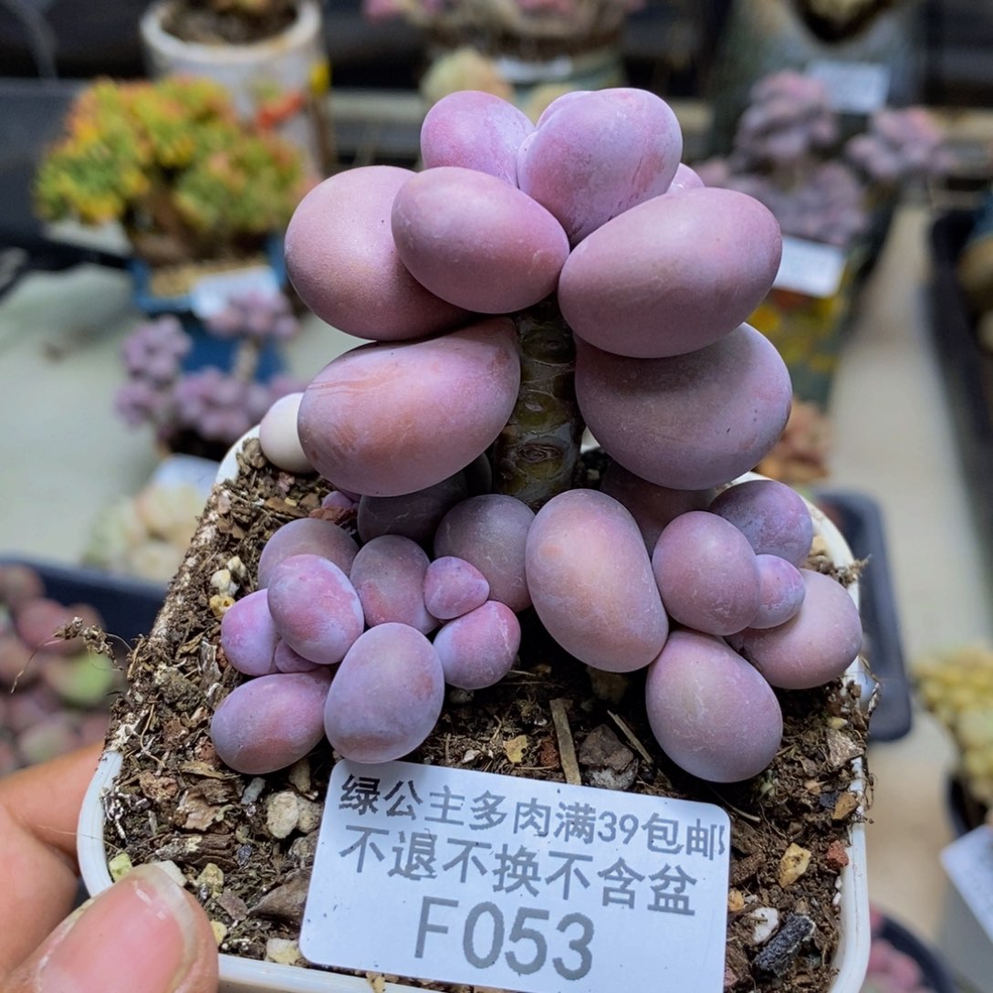 053橙奶多肉肉7cm