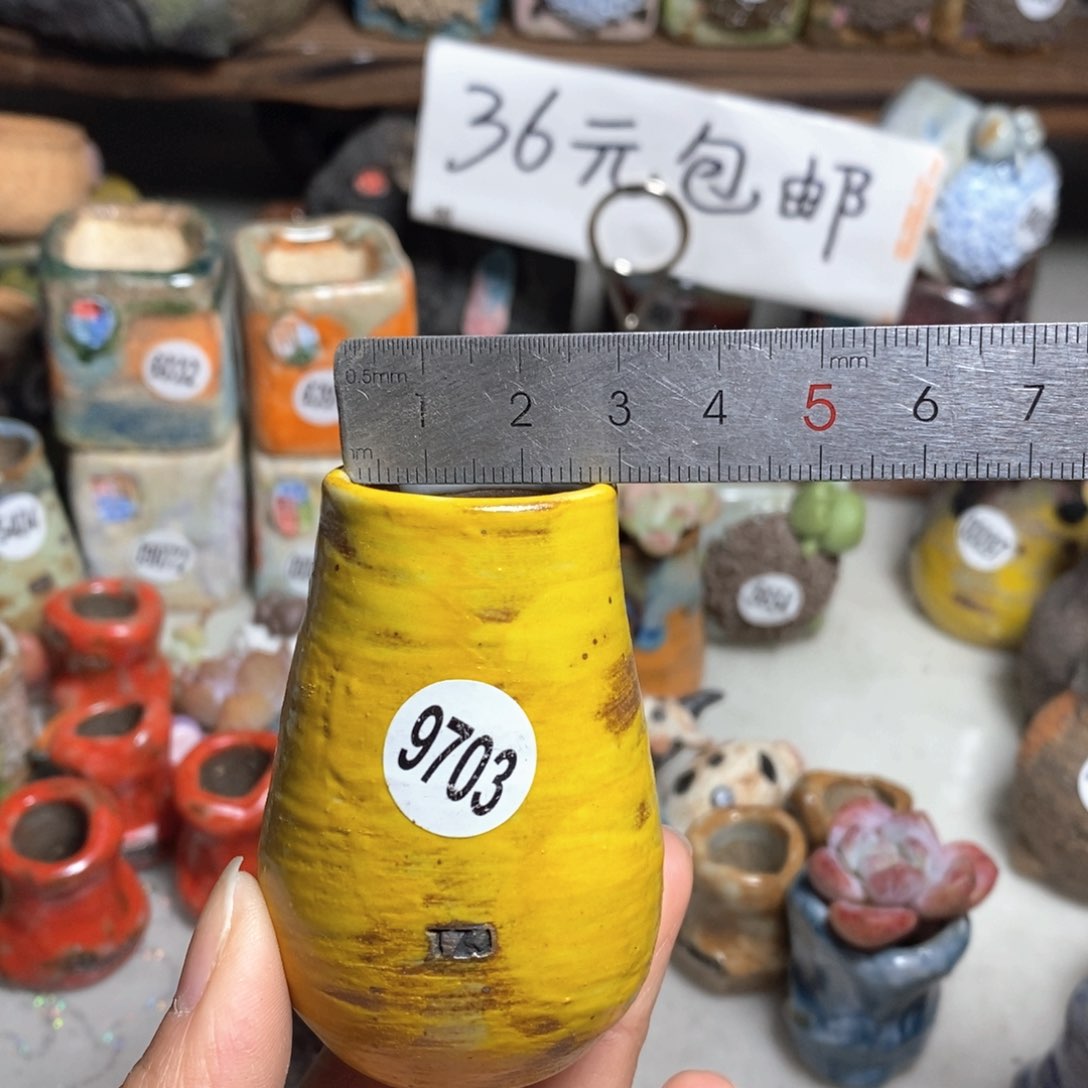 花盆拍5送一个小礼物