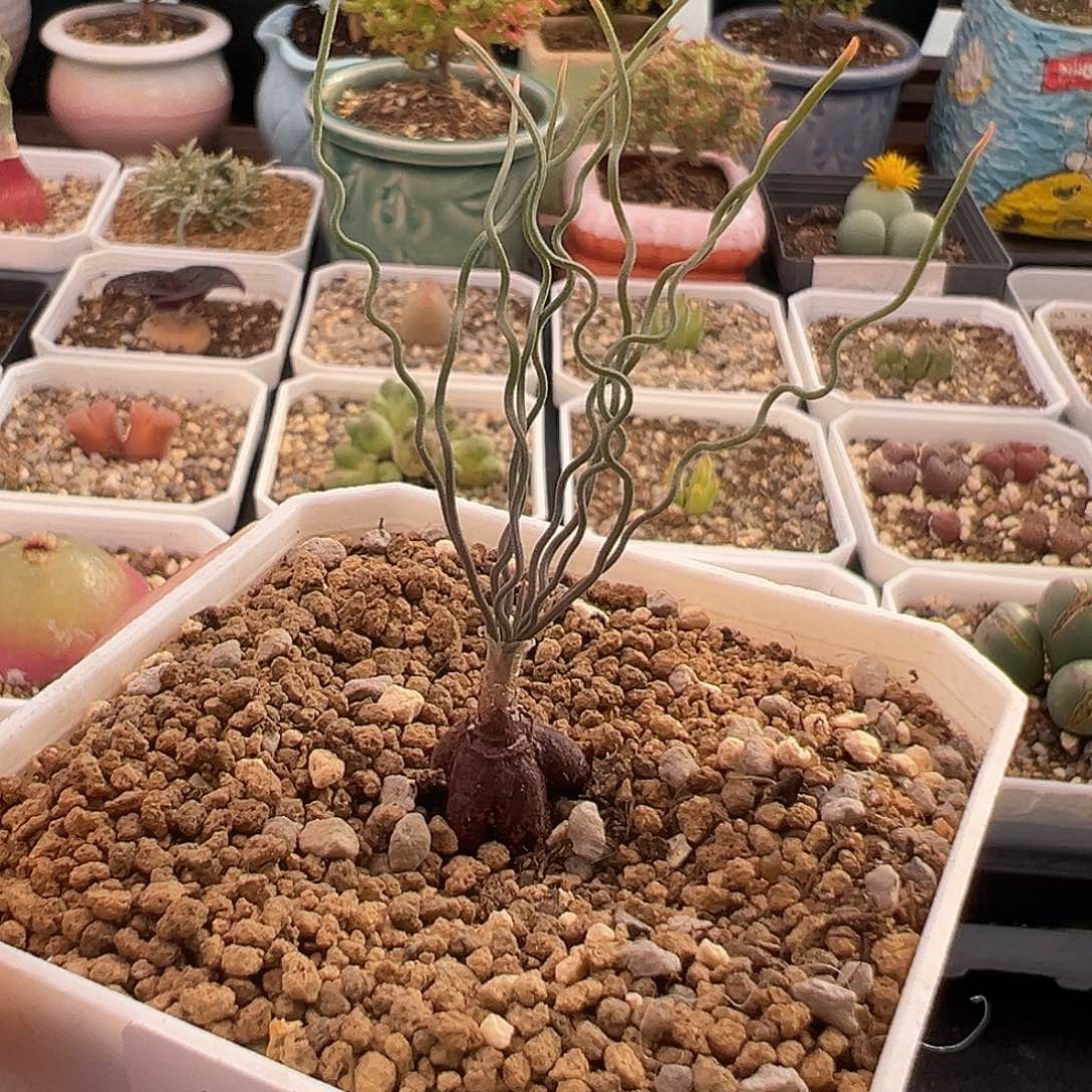 338号方便面弹12.6多肉