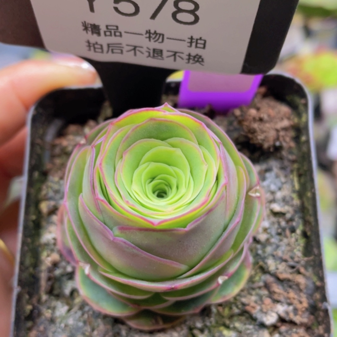 茁野玫瑰一物一拍578