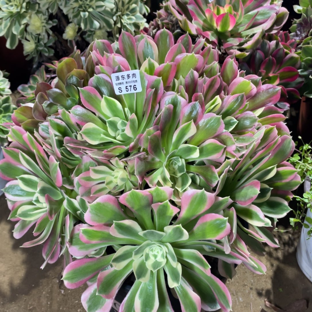 576白凤多肉法师断枝不包