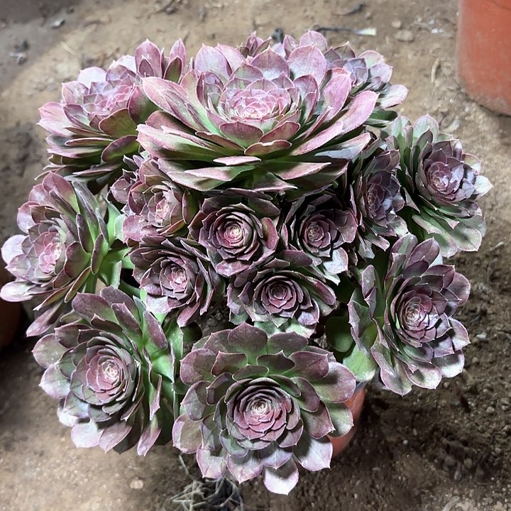 多肉植物花月夜26