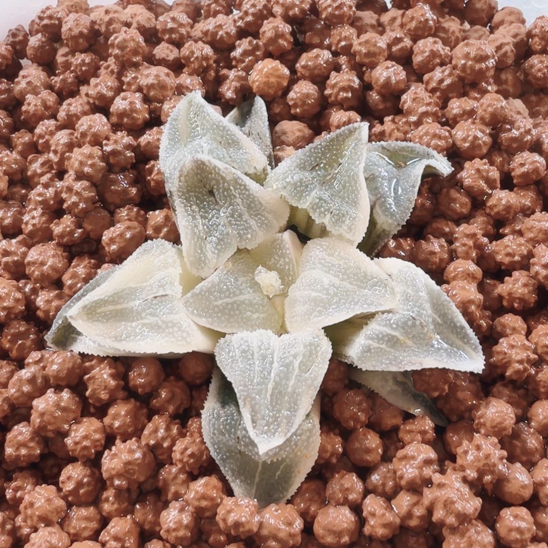 十二卷福利白雪公主锦