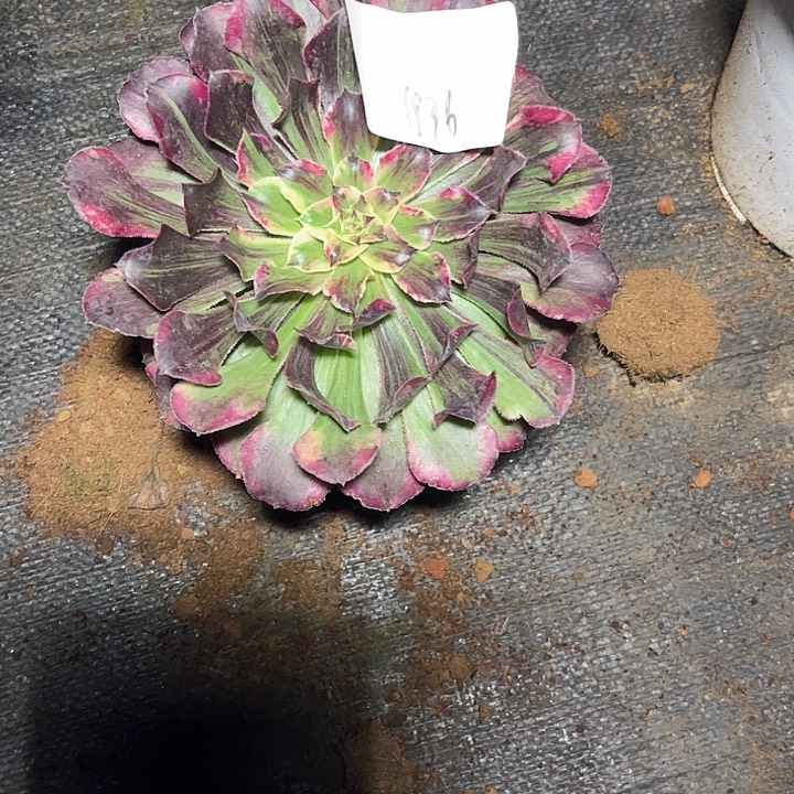 同花顺多肉植物保护1936