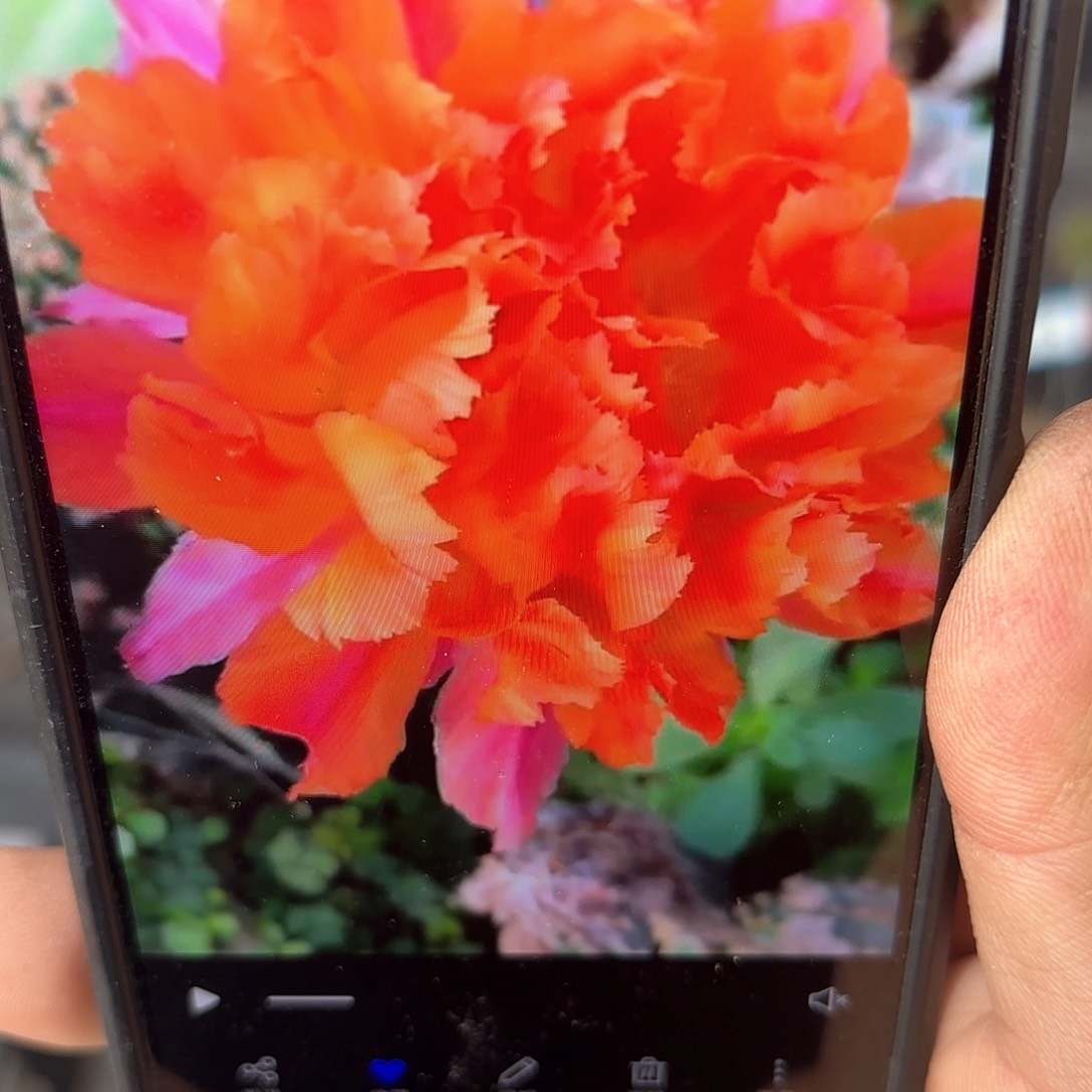 江南13 侧牙20包邮仙人球3