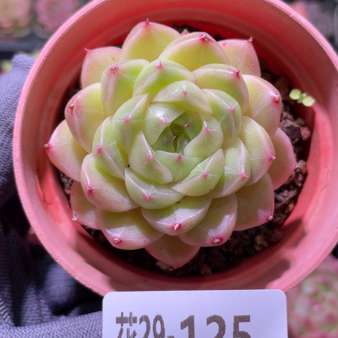 花利美29-125麦秆 