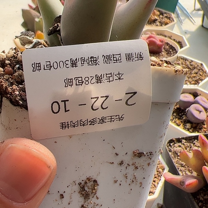 美丽的肉肉肉肉肉肉肉肉