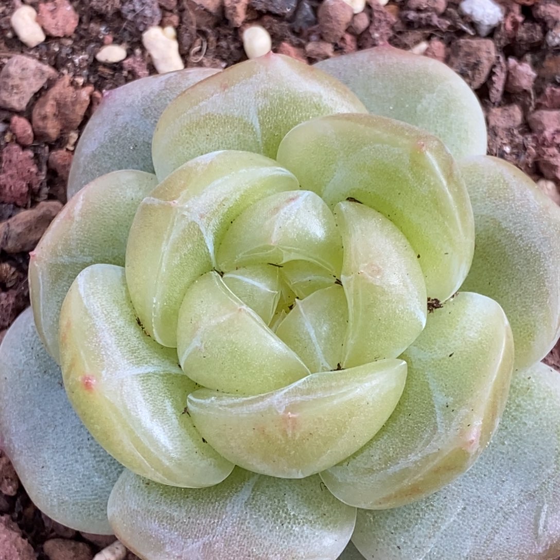 M***花天官赐福百无禁忌