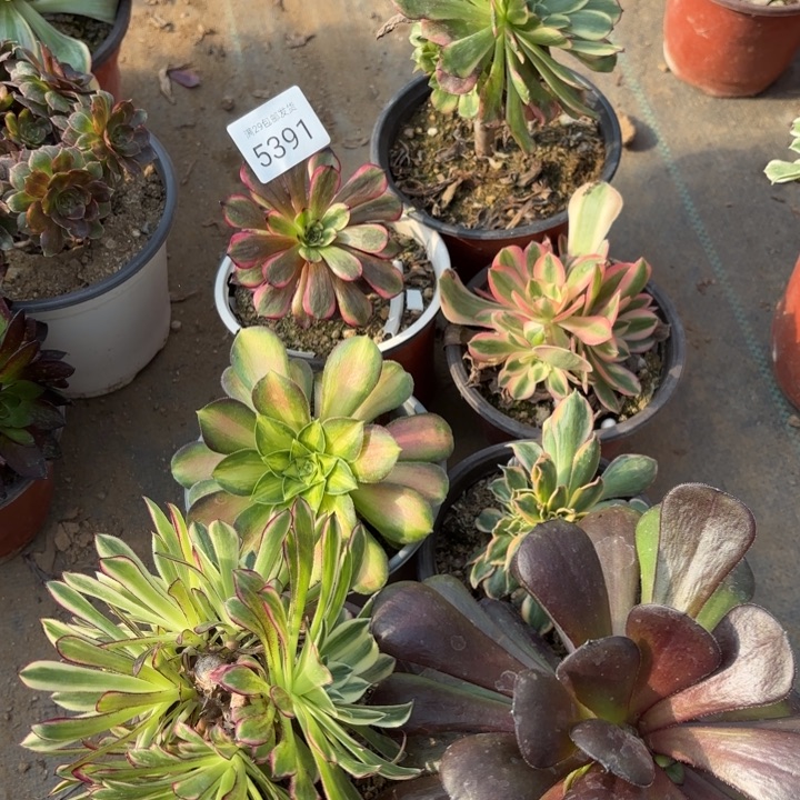 7颗多肉法师5391