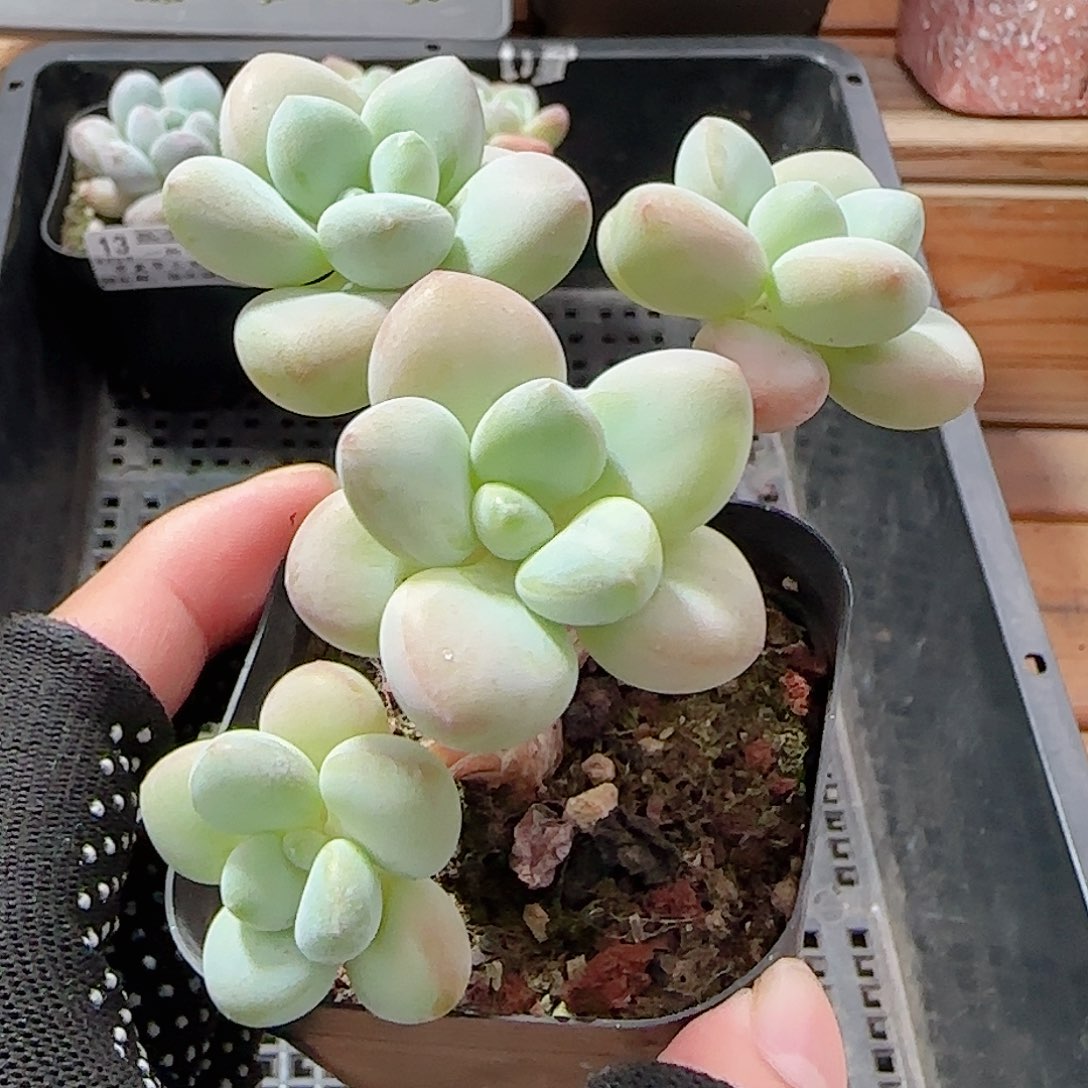 多肉0906-15洛神小老桩