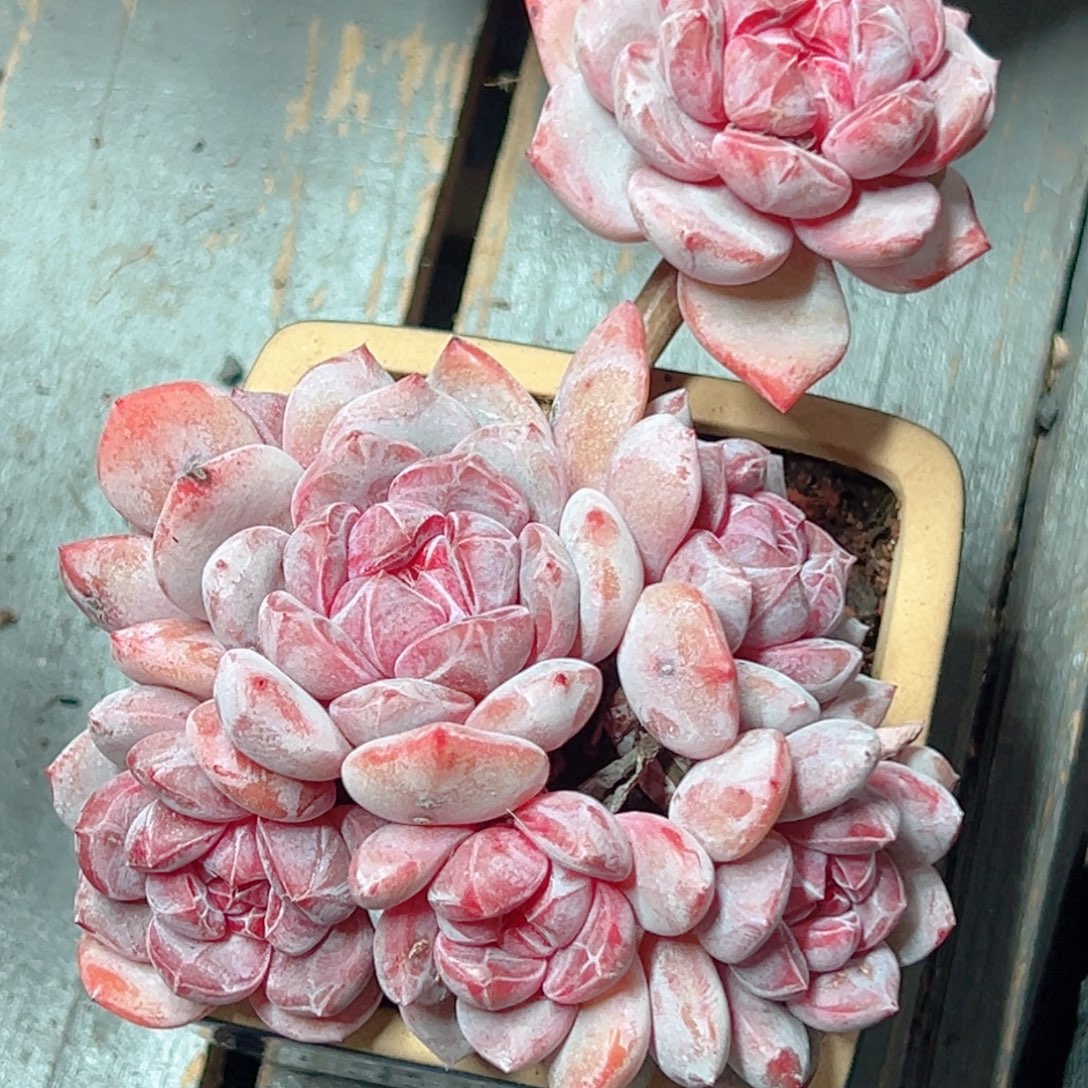 十***年星影精品多肉老桩