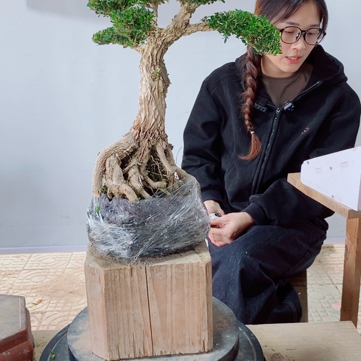 无花朵林*平广东黄杨