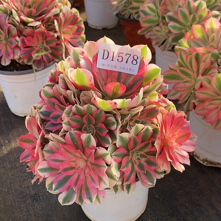 1578粉女巫多肉法师锦