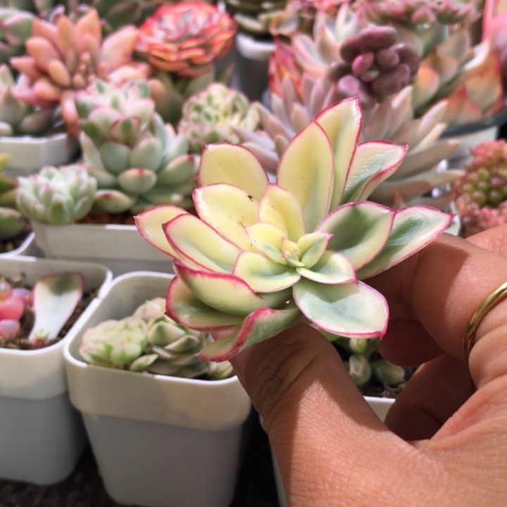 红花女王锦砍头有杆子