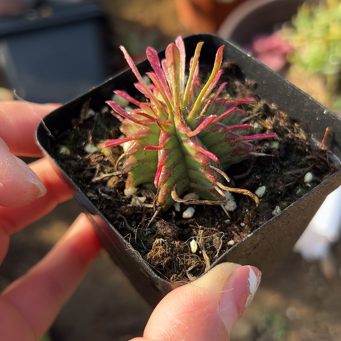 多肉植物多肉植物