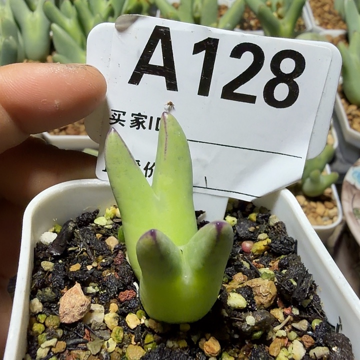 128。多肉植物的生长