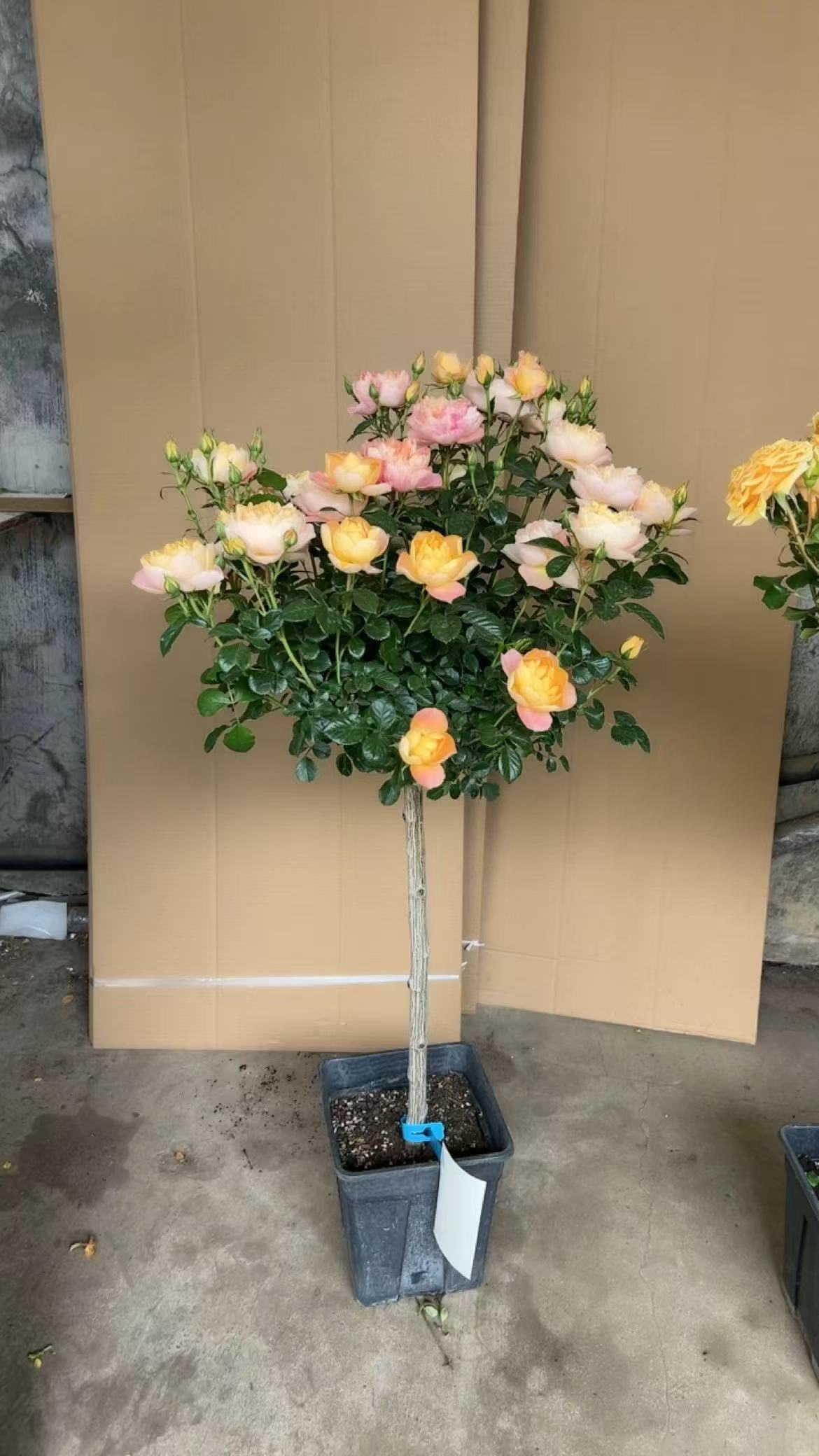 【加大加高1-1.2米月季棒棒糖多色变色龙带花苞带盆发货庭院盆