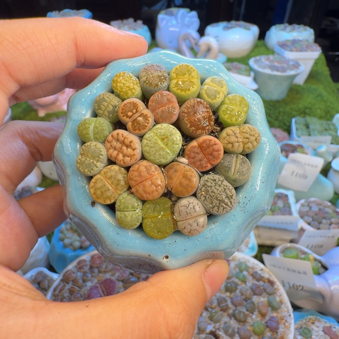 我***美多肉开播福利价1148