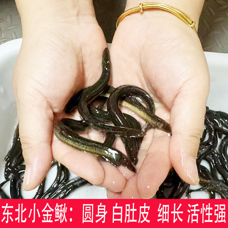 东北小金鳅圆鳅淡水活体钓鱼路亚深水筏钓打窝泥鳅苗青粉鳅饲料鱼